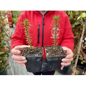 Araukária andská (Araucaria araucana) - výška 10-15 cm; kont. P9 (-18°C)